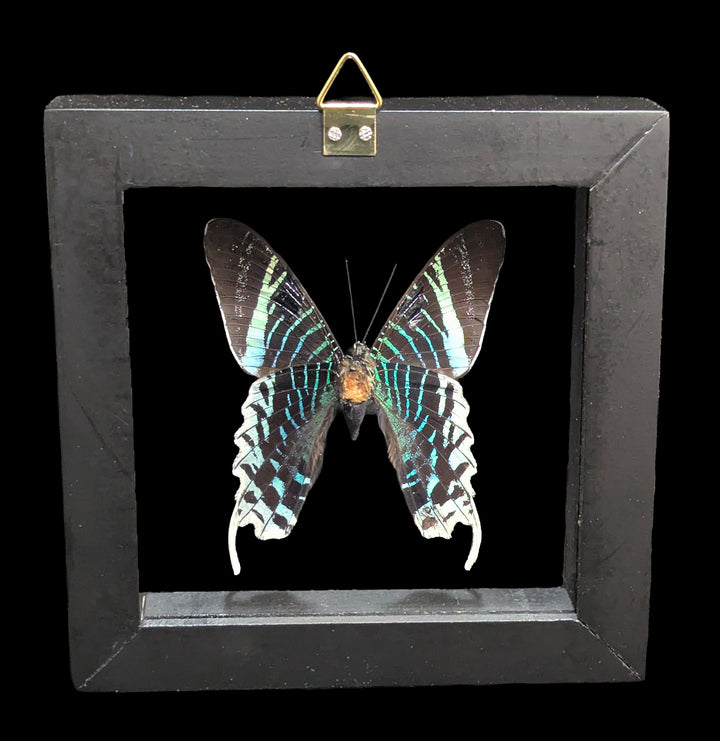 Paxton_Gate_framed_Lelius2_720