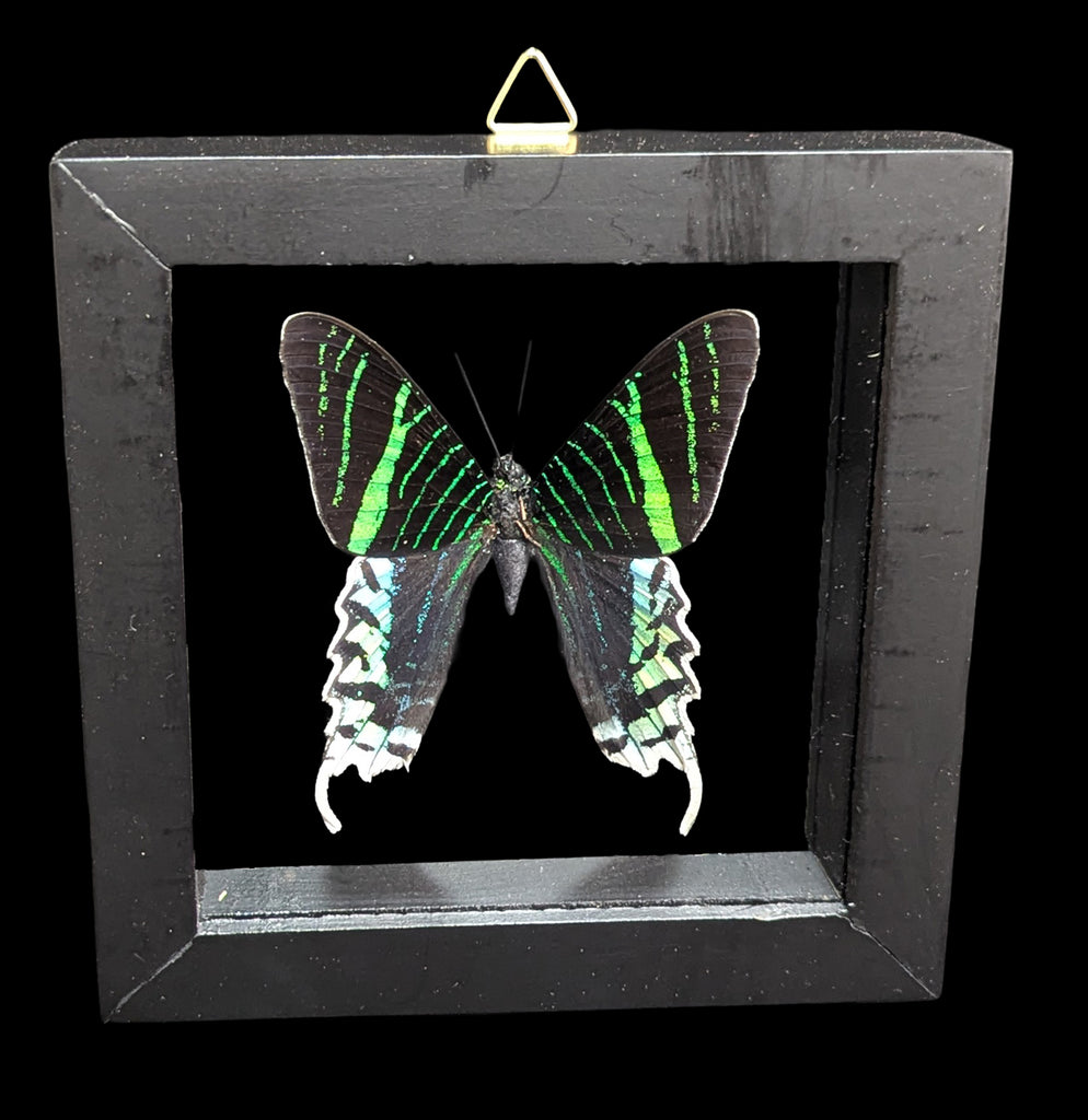 Double Glass Framed Urania leilus Moth For Sale | Paxton Gate