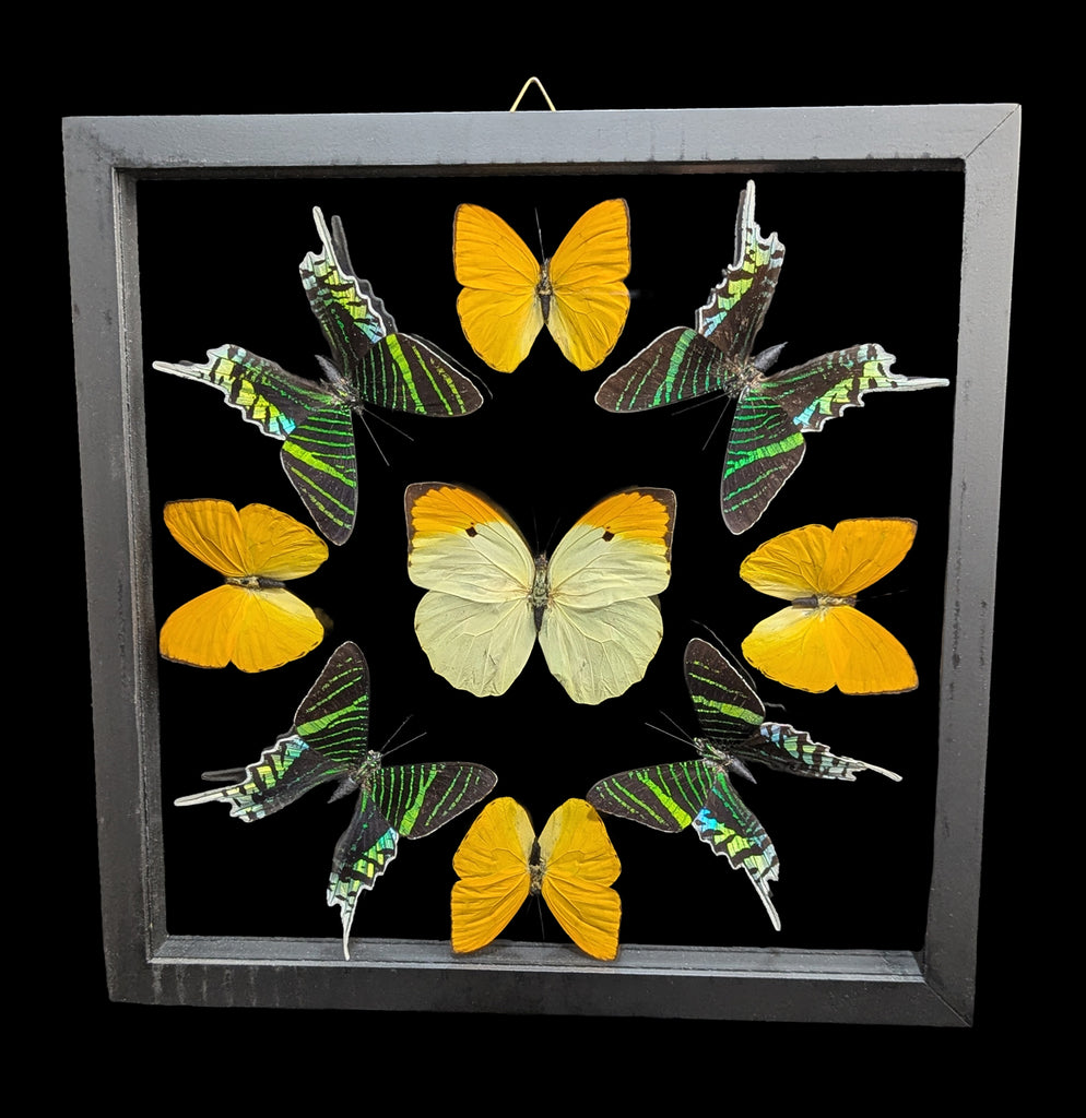 Four Double Glass Framed Urania leilus and Five Mixed Papilios For
