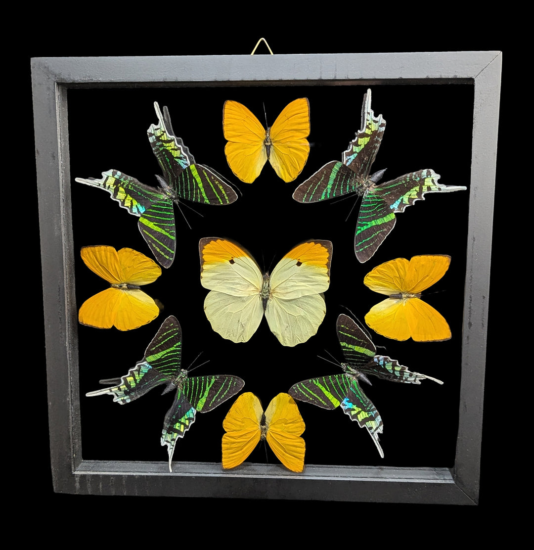 Four Double Glass Framed Urania leilus and Five Mixed Papilios For