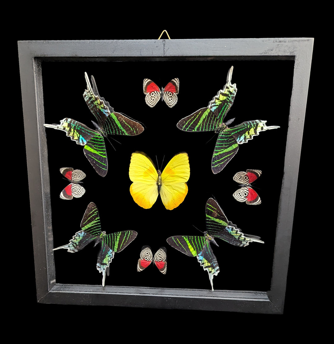 Four Double Glass Framed Urania leilus and Five Mixed Papilios For