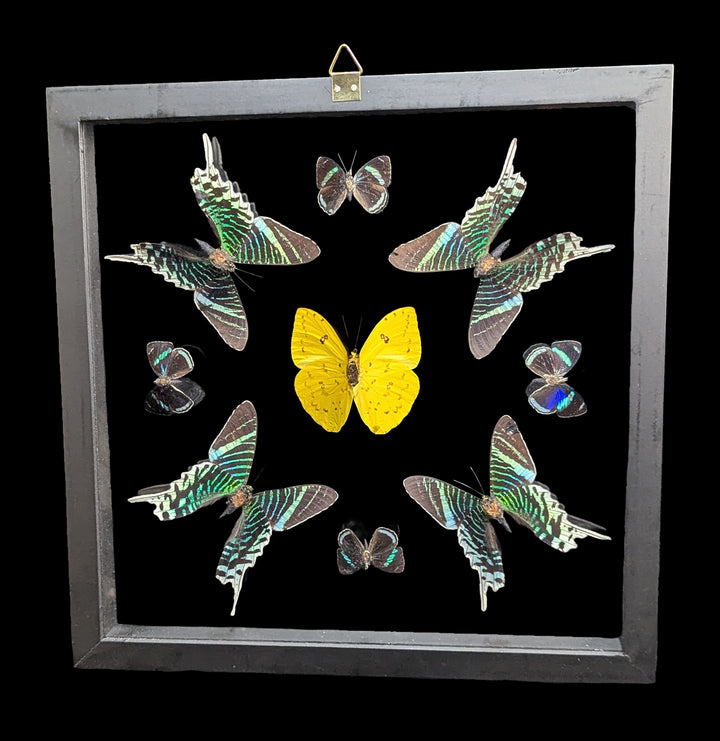 Four Double Glass Framed Urania leilus and Five Mixed Papilios For