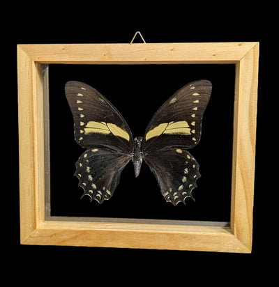 Double Glass Framed Papilio Menatius butterfly-Insects-Natural Insect-PaxtonGate