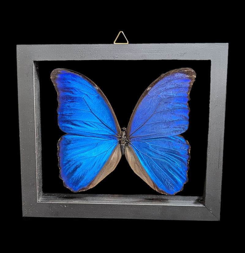 Double Glass Framed Morpho Didius Butterfly-Insects-Natural Insect-PaxtonGate