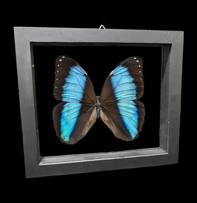 Double Glass Framed Morpho Deidamia Butterfly-Insects-Butterflies By God-PaxtonGate