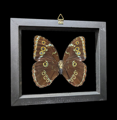 Double Glass Framed Morpho Achilles Butterfly-Insects-Butterflies By God-PaxtonGate