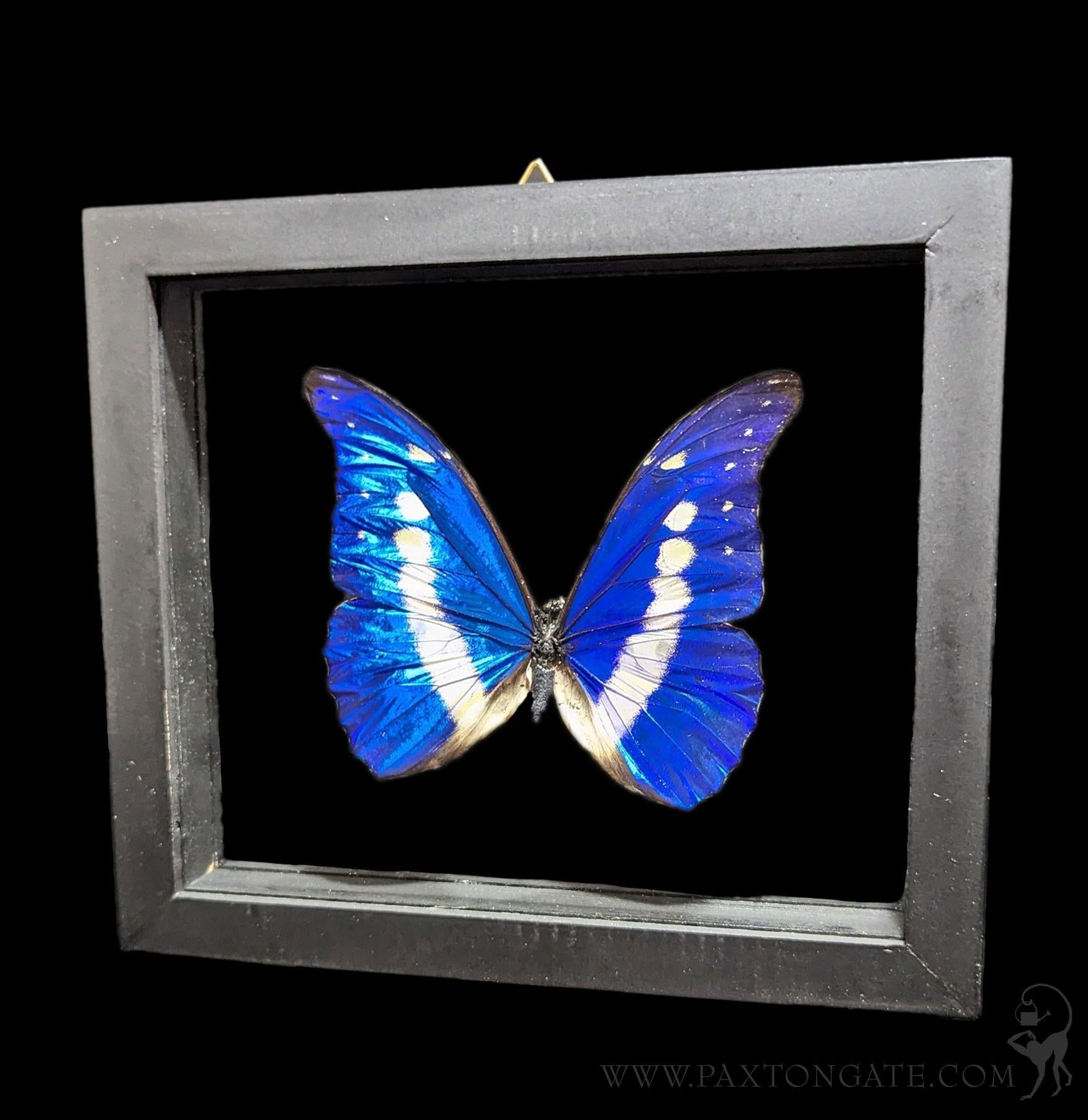 Double Glass Framed Morpho Rhetenor Helena Butterfly For Sale