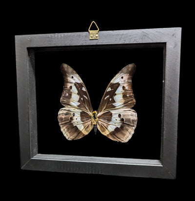 Double Glass Framed Morpho Rhetenor Helena Butterfly-Insects-Natural Insect-PaxtonGate