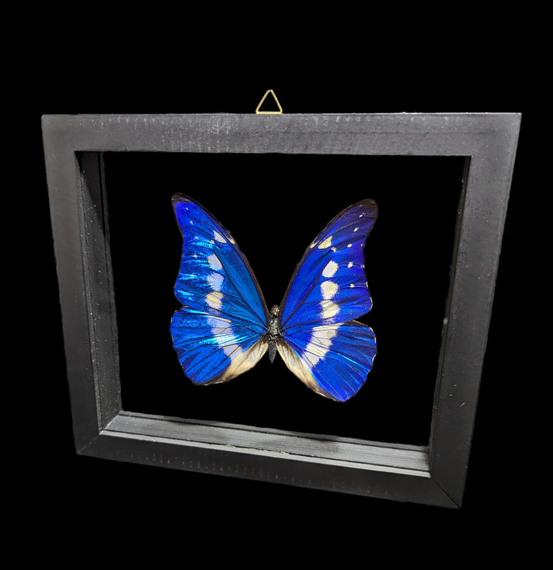 Double Glass Framed Morpho Rhetenor Helena Butterfly-Insects-Natural Insect-PaxtonGate