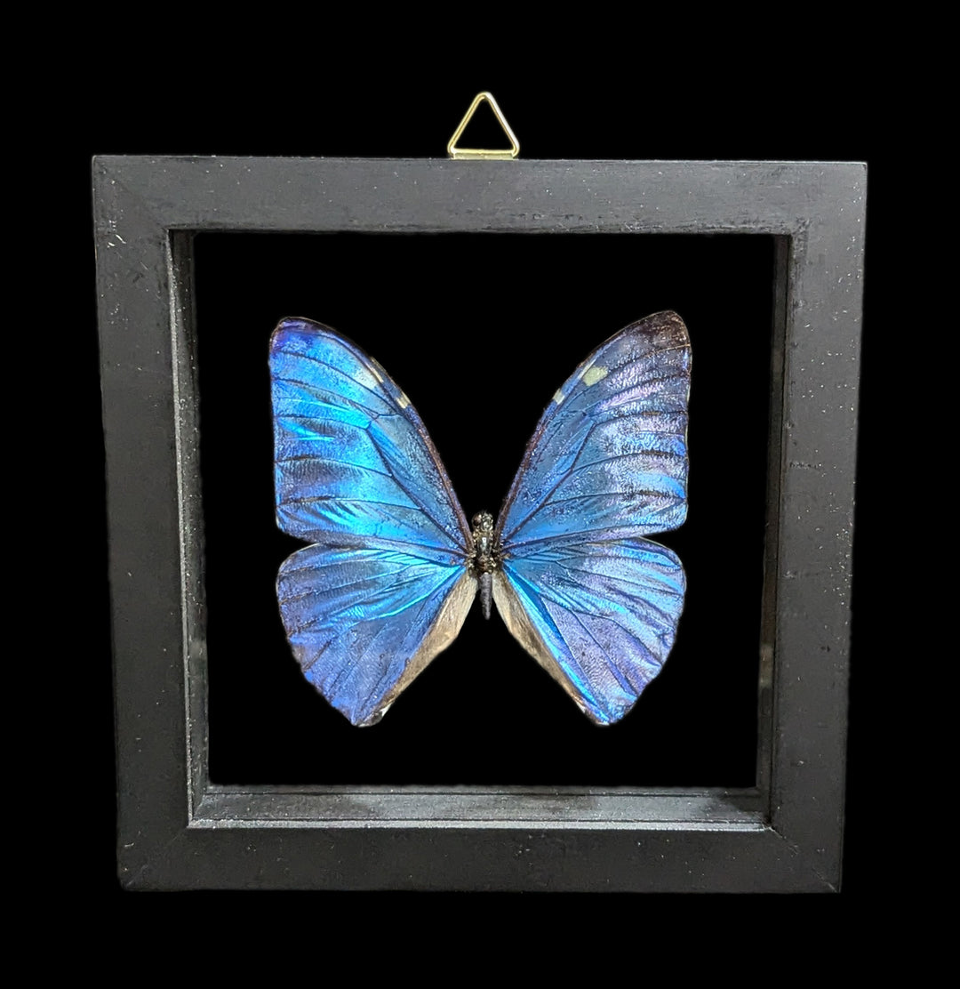 Color buy Contrast Morpho Display 2