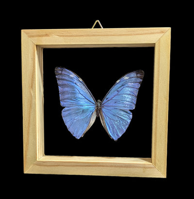 Double Glass Framed Morpho Adonis Butterfly-Insects-Natural Insect-PaxtonGate