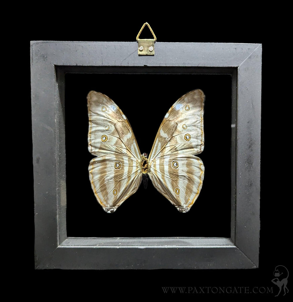 Double Glass Framed Morpho Rhetenor Helena Butterfly For Sale