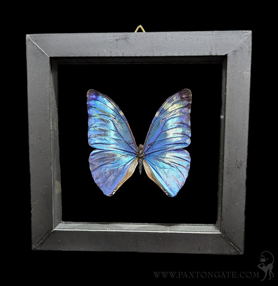Double Glass Framed Morpho Rhetenor Helena Butterfly For Sale