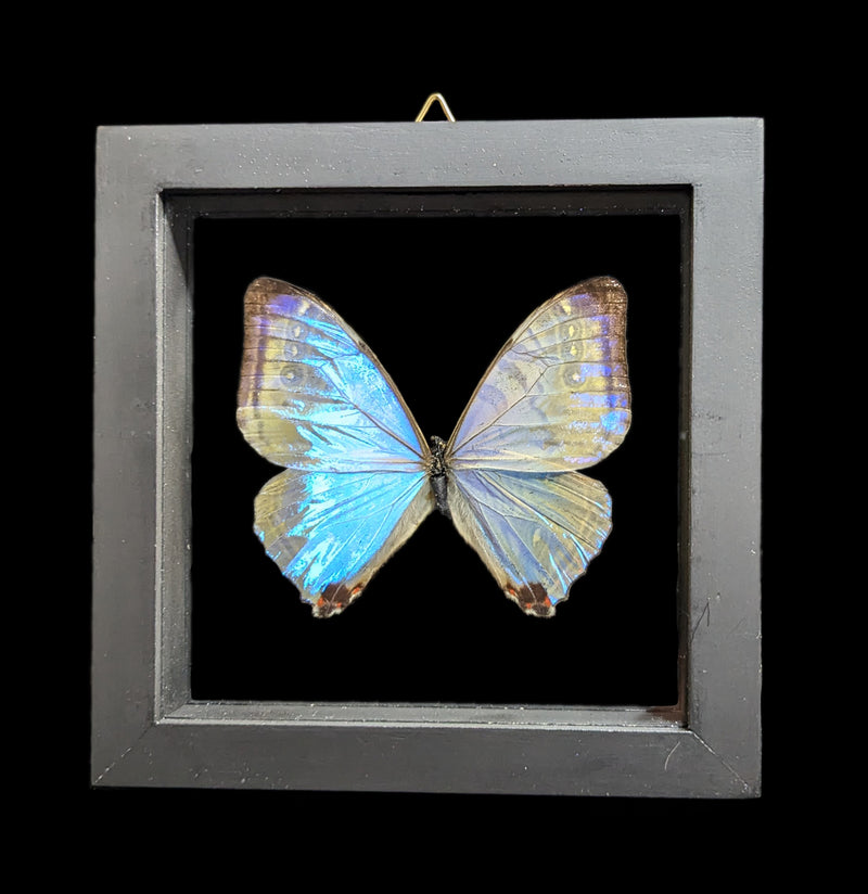 Double Glass Framed Morpho Sulkowskyi Butterfly-Insects-Natural Insect-PaxtonGate