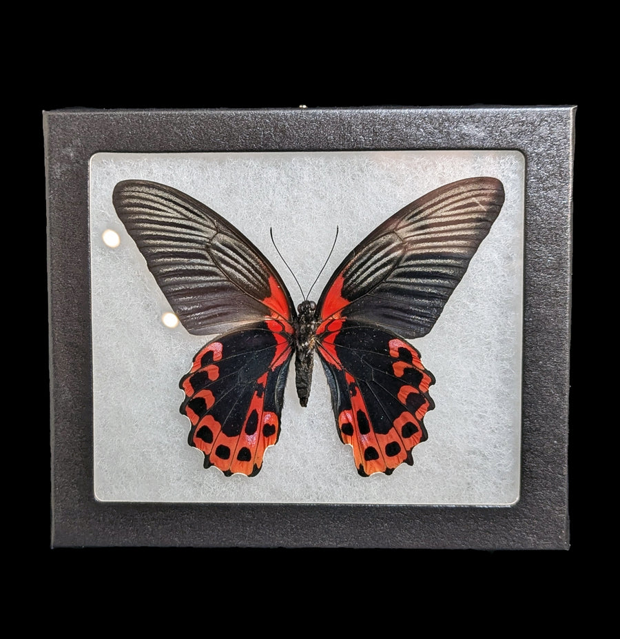 Real red swallowtail framed taxidermy butterfly - cheapest Papilio rumanzovia