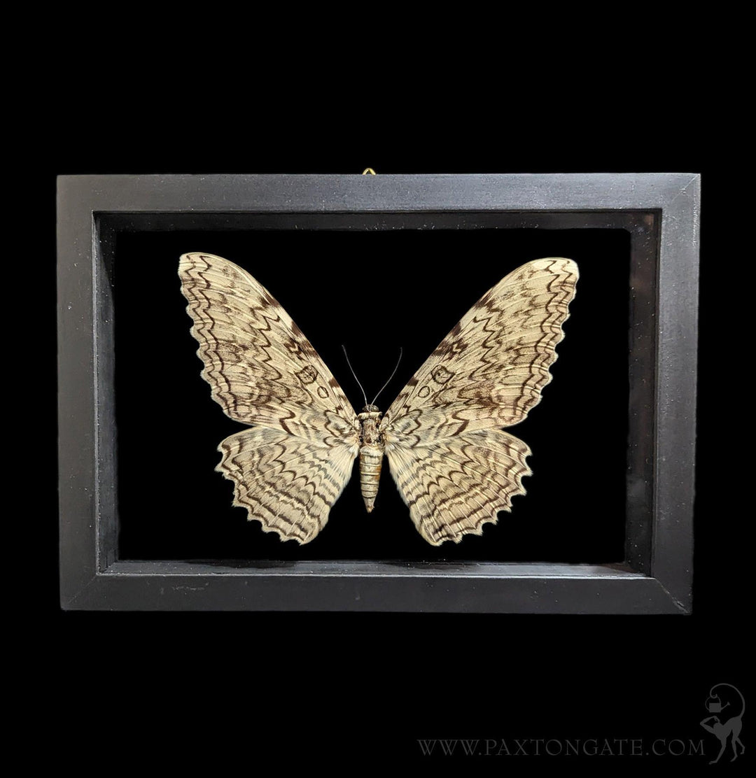 Paxton_Gate_framed_Witch_moth_