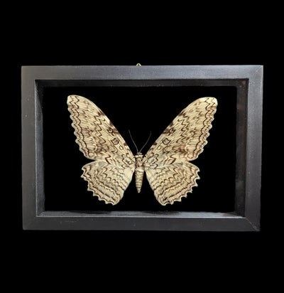 Double Glass Framed Thysania Agrippina Moth-Insects-Natural Insect-PaxtonGate