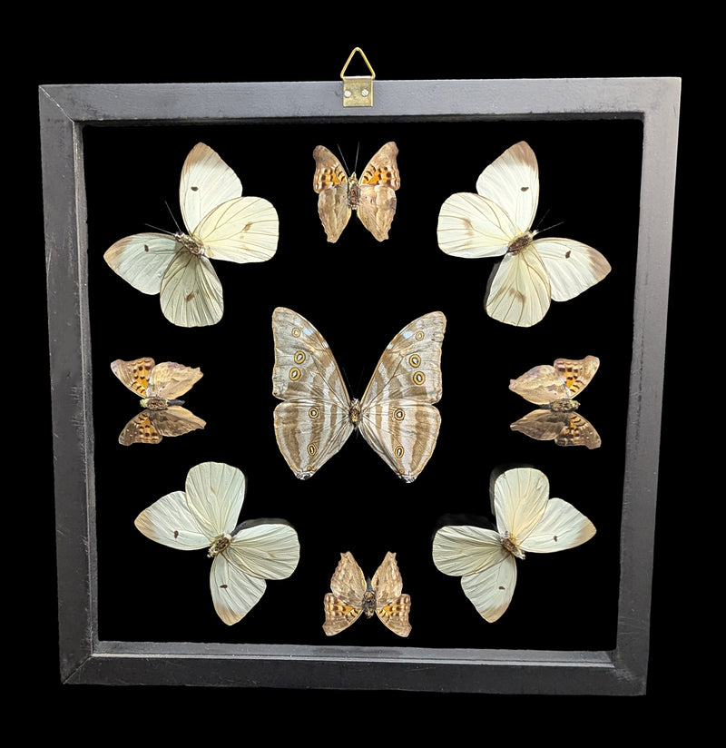 Double Glass Framed Morpho adonis Plus Eight Butterflies For Sale