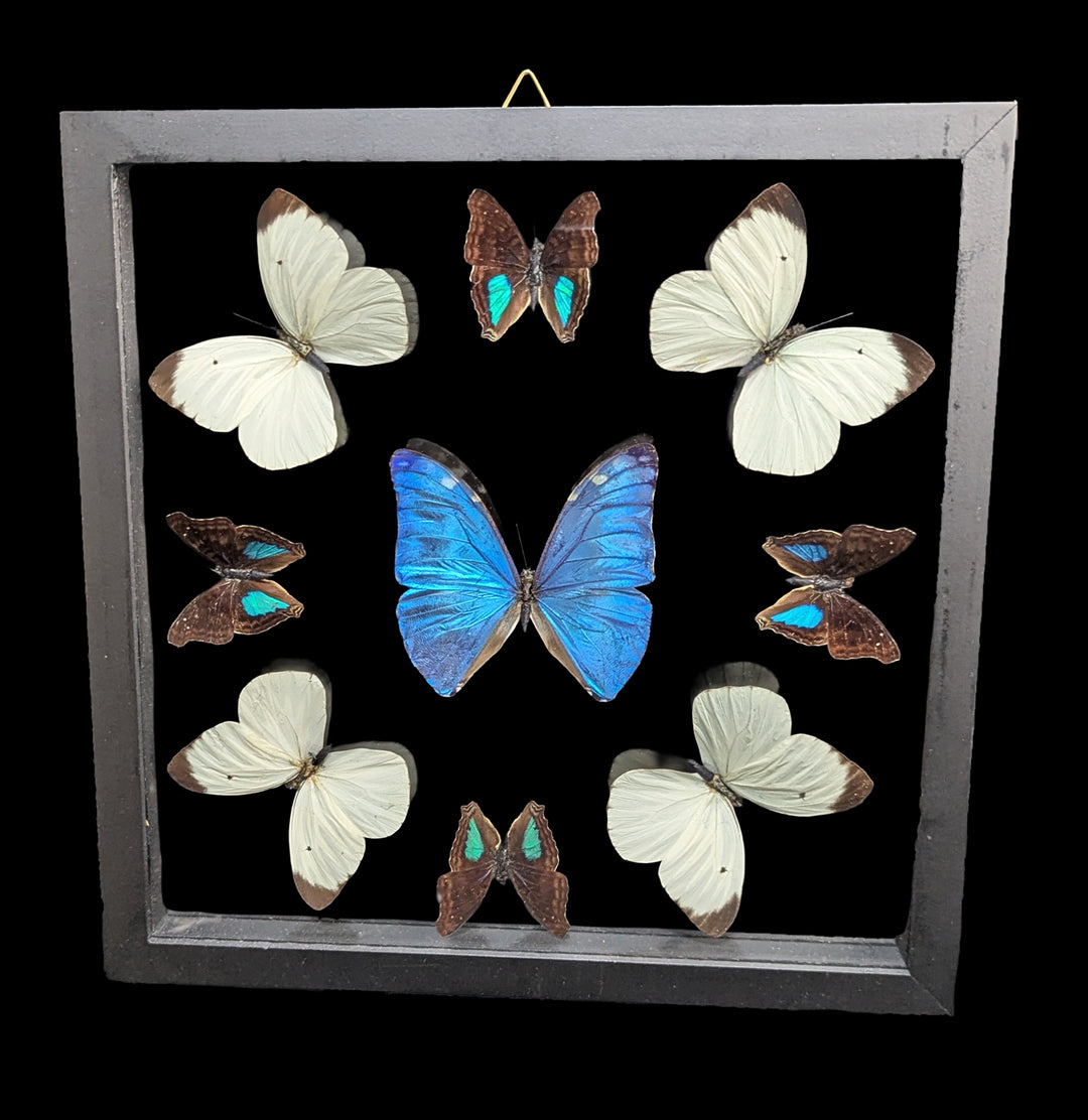 Double Glass Framed Morpho adonis Plus Eight Butterflies For Sale