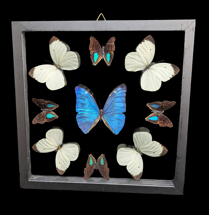 Double Glass Framed Morpho adonis Plus Eight Butterflies For Sale