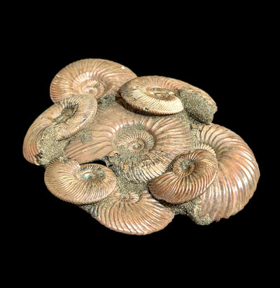 Ammonites on Composite Matrix-Fossils-Nord Fossil-PaxtonGate