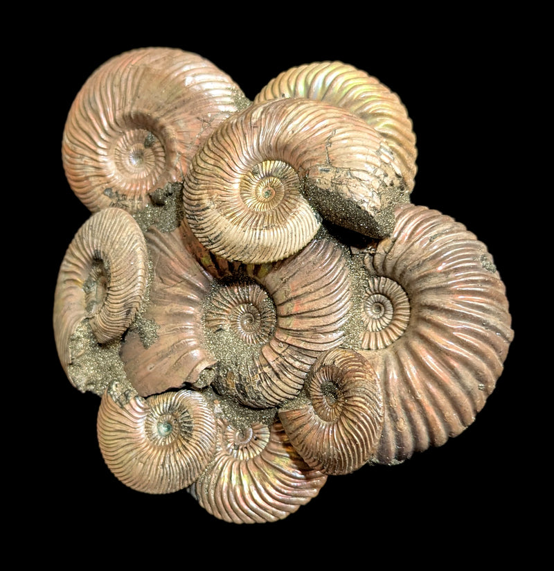 Ammonites on Composite Matrix-Fossils-Nord Fossil-PaxtonGate