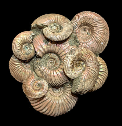 Ammonites on Composite Matrix-Fossils-Nord Fossil-PaxtonGate