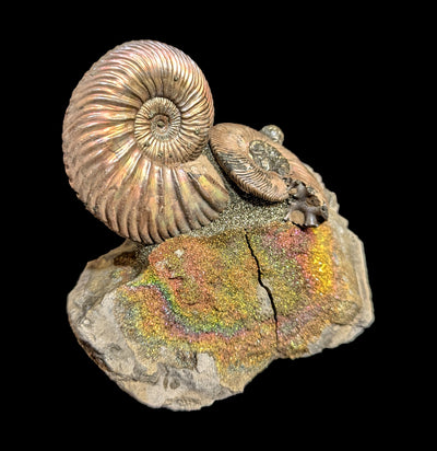 Ammonites & Rainbow Pyrite Nodule Composite-Fossils-Nord Fossil-PaxtonGate