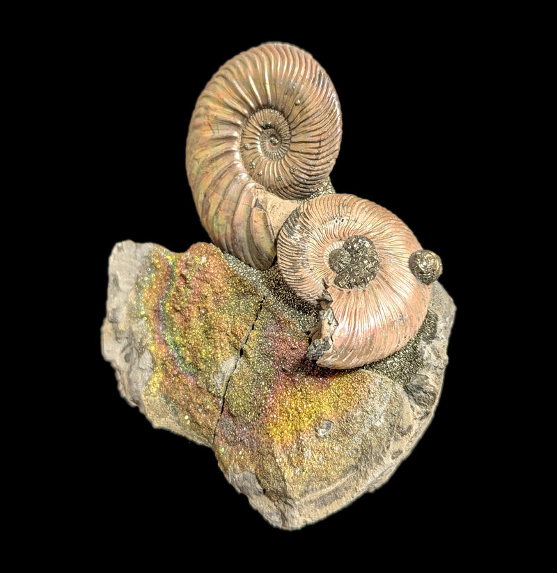 Ammonites & Rainbow Pyrite Nodule Composite-Fossils-Nord Fossil-PaxtonGate