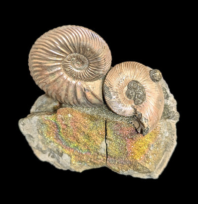 Ammonites & Rainbow Pyrite Nodule Composite-Fossils-Nord Fossil-PaxtonGate