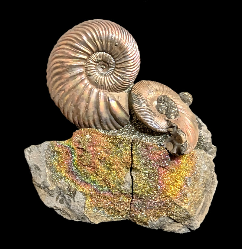 Ammonites & Rainbow Pyrite Nodule Composite-Fossils-Nord Fossil-PaxtonGate