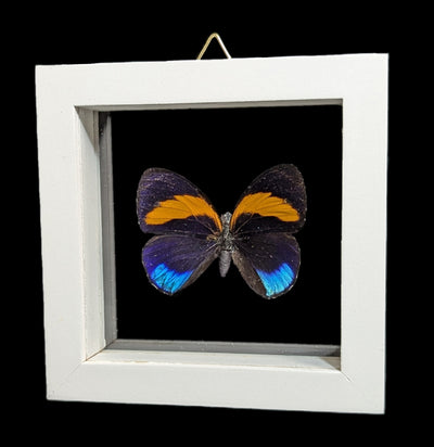 Double Glass Framed Various Butterflies-Insects-Natural Insect-PaxtonGate