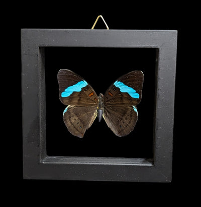 Double Glass Framed Various Butterflies-Insects-Natural Insect-PaxtonGate