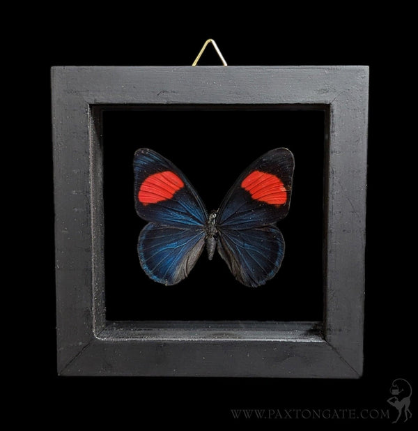 Double Glass Framed Various Butterflies-Insects-Natural Insect-PaxtonGate