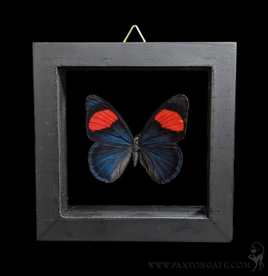 Double Glass Framed Morpho Rhetenor Helena Butterfly For Sale
