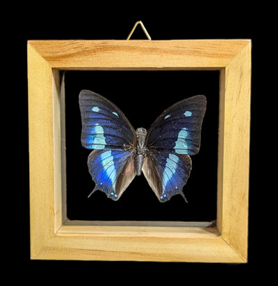 Double Glass Framed Various Butterflies-Insects-Natural Insect-PaxtonGate