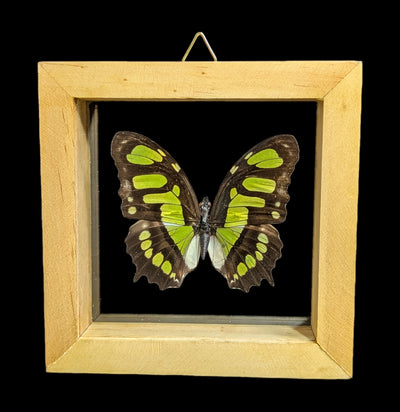 Double Glass Framed Various Butterflies-Insects-Natural Insect-PaxtonGate