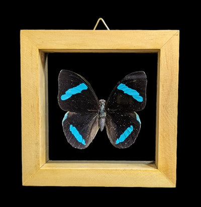 Double Glass Framed Various Butterflies-Insects-Natural Insect-PaxtonGate