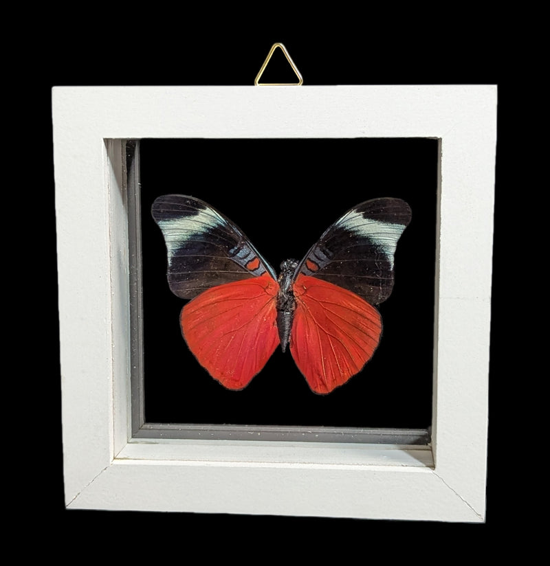 Double Glass Framed Various Butterflies-Insects-Natural Insect-PaxtonGate