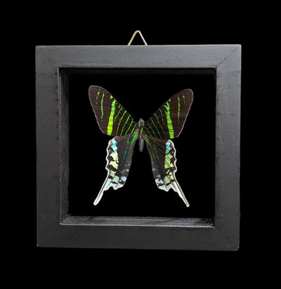 Double Glass Framed Various Butterflies-Insects-Natural Insect-PaxtonGate