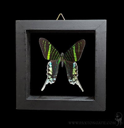 Double Glass Framed Urania Leilus Moth-Insects-Butterflies By God-PaxtonGate