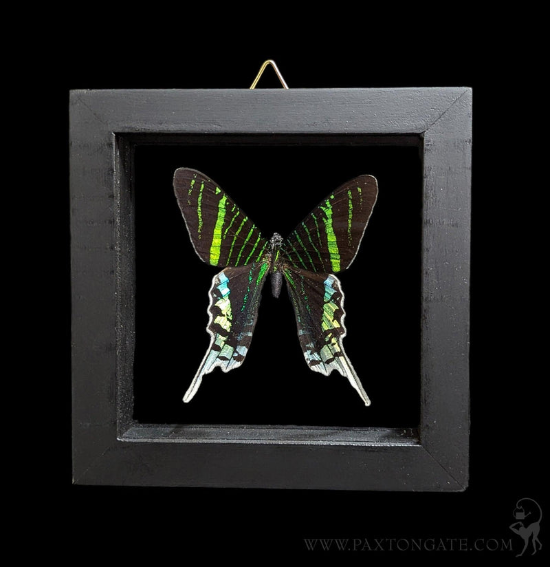 Double Glass Framed Urania Leilus Moth-Insects-Butterflies By God-PaxtonGate