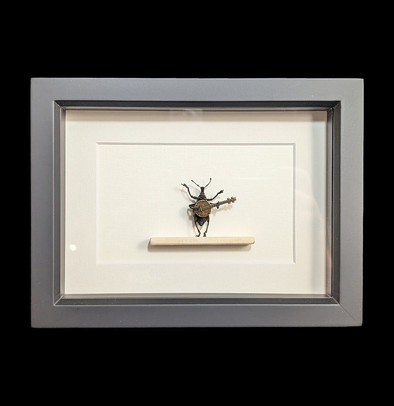 Framed Banjo Bluegrass Beetle Diorama-Insects-Bug Under Glass-PaxtonGate