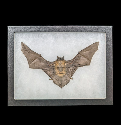 Riker Framed Horseshoe Bat Taxidermy-Taxidermy-Bicbugs, LLC-PaxtonGate