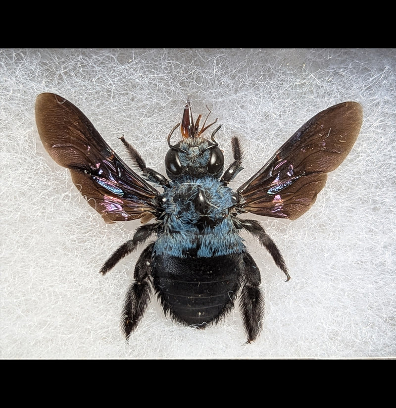 Riker Mounted Blue Carpenter Bee-Insects-Bicbugs, LLC-PaxtonGate