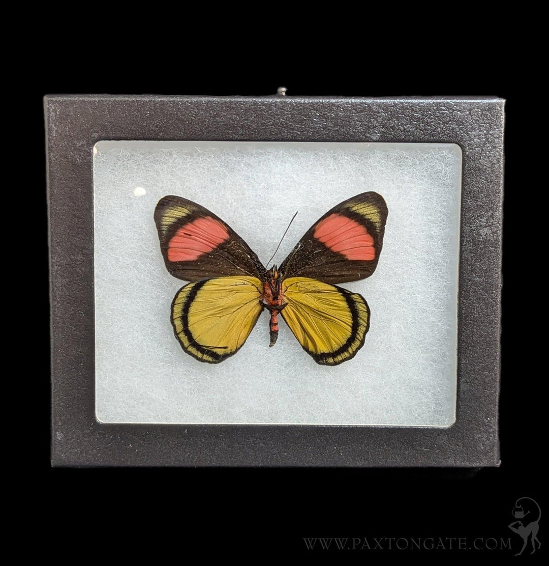 Riker Verso Mounted Batesia Hypochlora Butterfly For Sale | Paxton