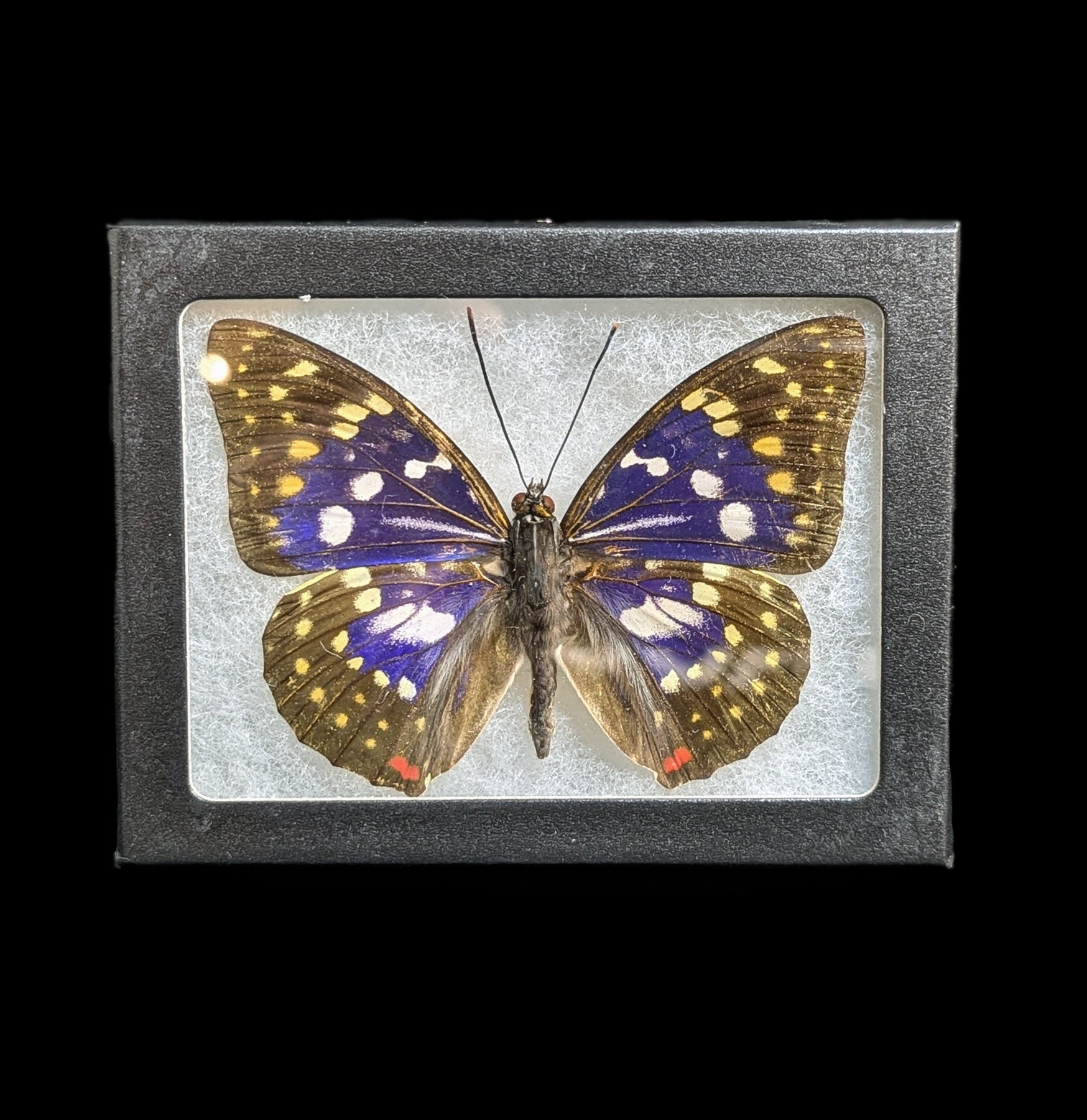 BUTTERFLY - 朱世赫FL Paxton_Gate_framed_butterfly_p