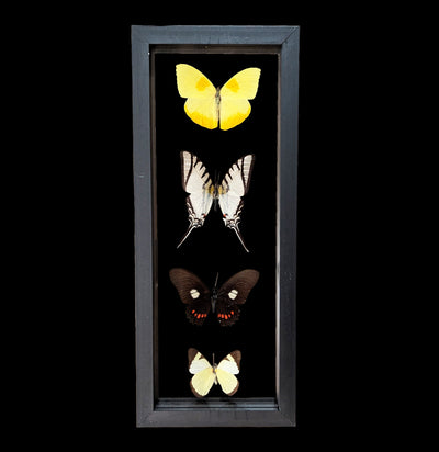 Four Double Glass Framed Mixed Butterflies-Insects-Natural Insect-PaxtonGate