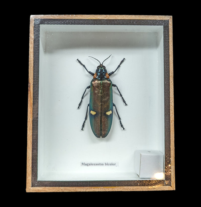 Framed Megaloxantha Bicolor Jewel Beetle-Insects-VIE-PaxtonGate
