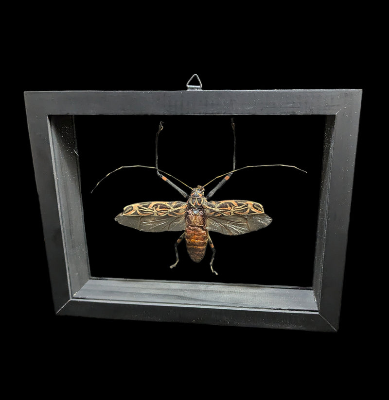 Double Glass Framed Harlequin Beetle Beetle-Insects-Butterflies By God-PaxtonGate